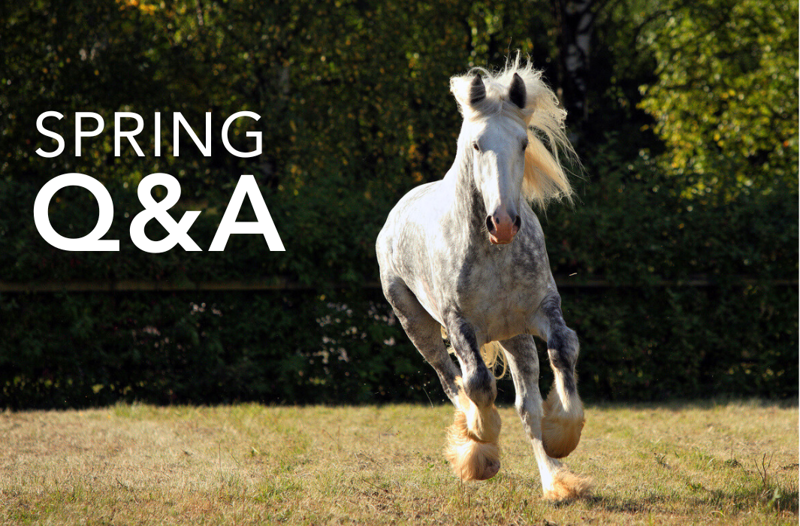 Spring Challenges Q&A - Feedmark's Nutritionist Shares Key Advice | Equine Science Matters™